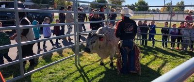 Miniature bull visits Farr West Elementary