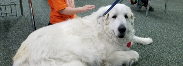 Therapy Dog &#039;Flocki&#039; thrills Canyon View Students on weekly visits to the school